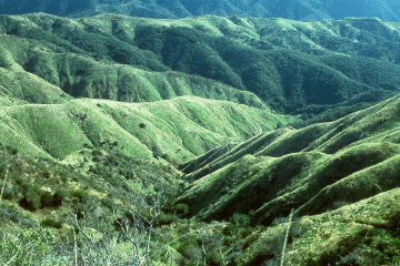 [Photo]: SDEF vegetation view